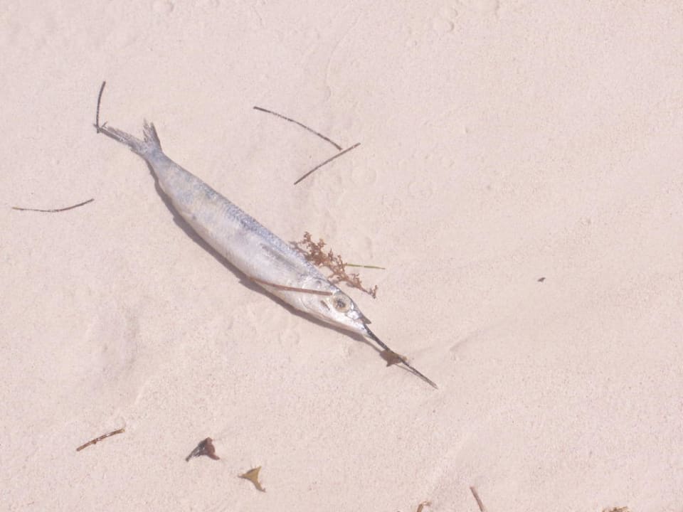 Strandfund Punta Cana Princess All Suites Resort & Spa