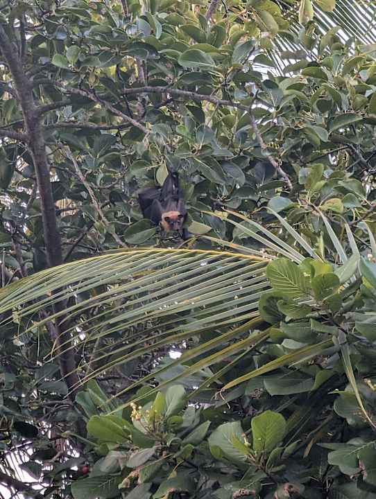 Gartenanlage Adaaran Select Meedhupparu Island Resort - Premium All Inclusive