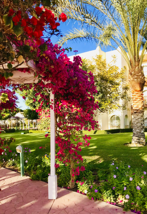 Gartenanlage Desert Rose