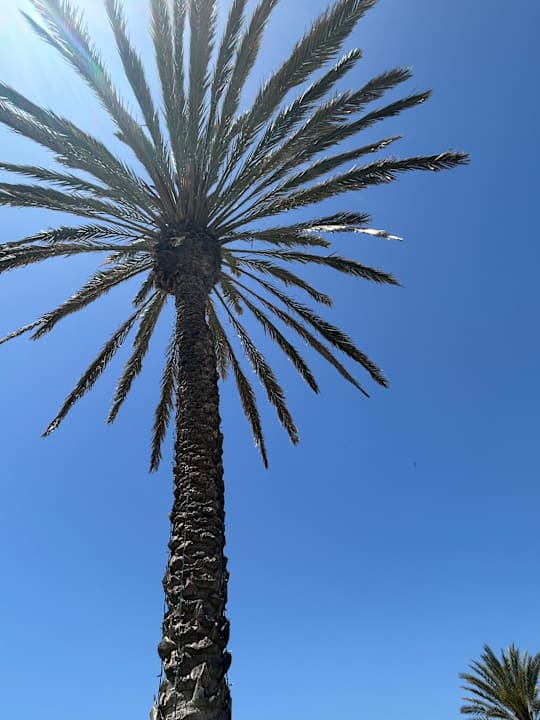 Gartenanlage Constantinou Bros Athena Beach Hotel