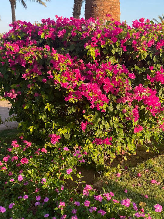 Gartenanlage Desert Rose