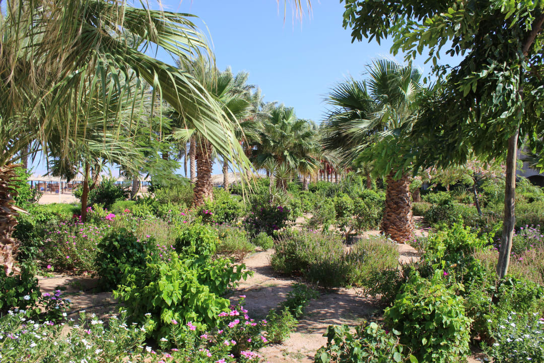 Grünstreifen am Strand Jaz Mirabel Park & Club