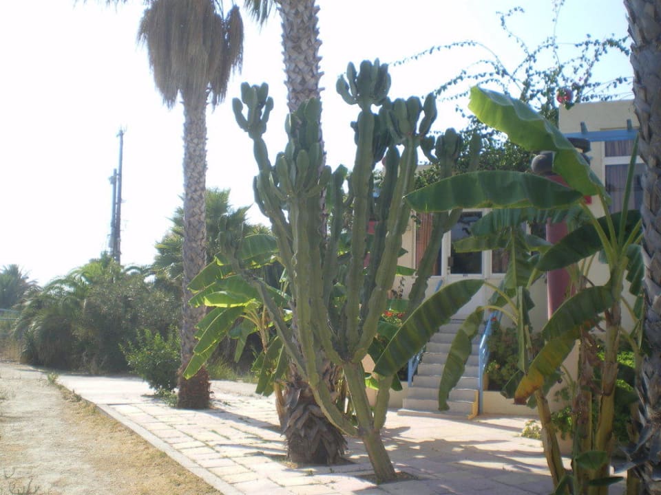 Weg in der Anlage Apollon Hotel