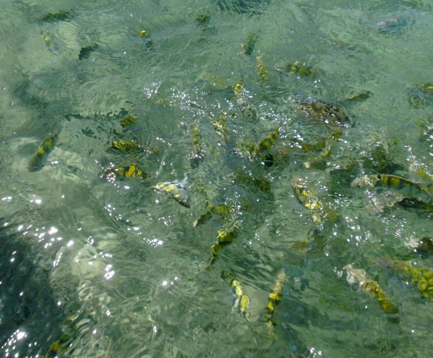 " Fische im Meer" zum Anfassen! Playabachata Hotel
