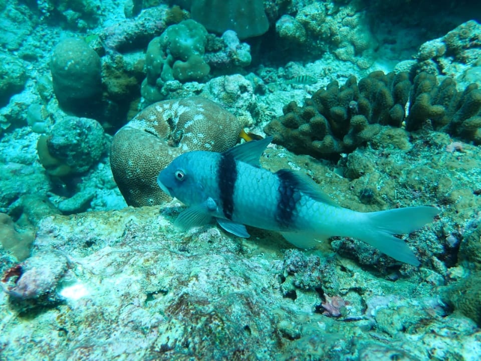 Sport & Freizeit Vilamendhoo Island Resort & Spa