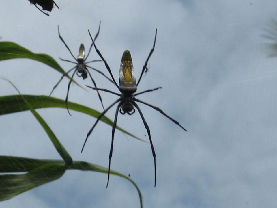 Ungefährliche Mitbewohner Neptune Paradise Beach Resort & Spa