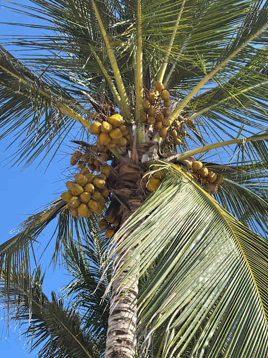 Gartenanlage Azao Resort & Spa - Hotel Zanzibar
