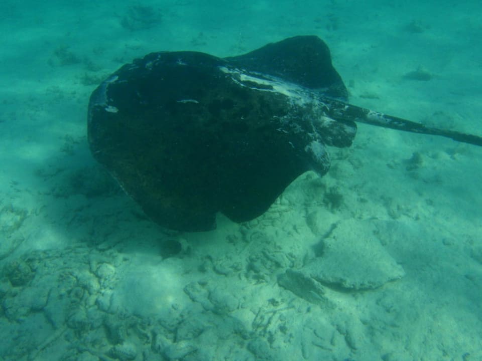 Stachelrochen Summer Island Maldives