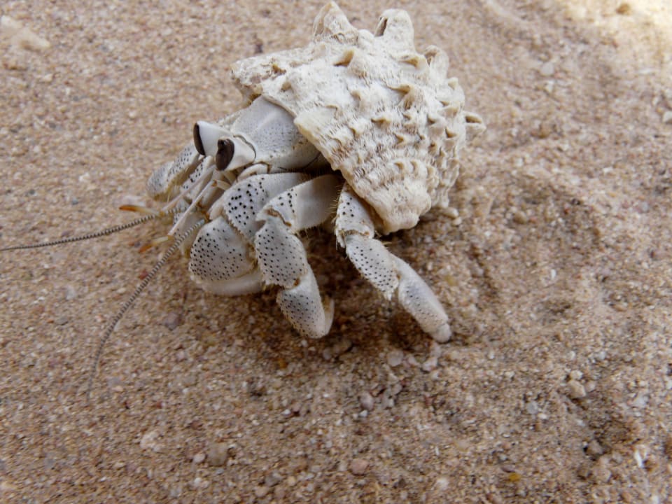 Nasz kolega Serenity Alpha Beach