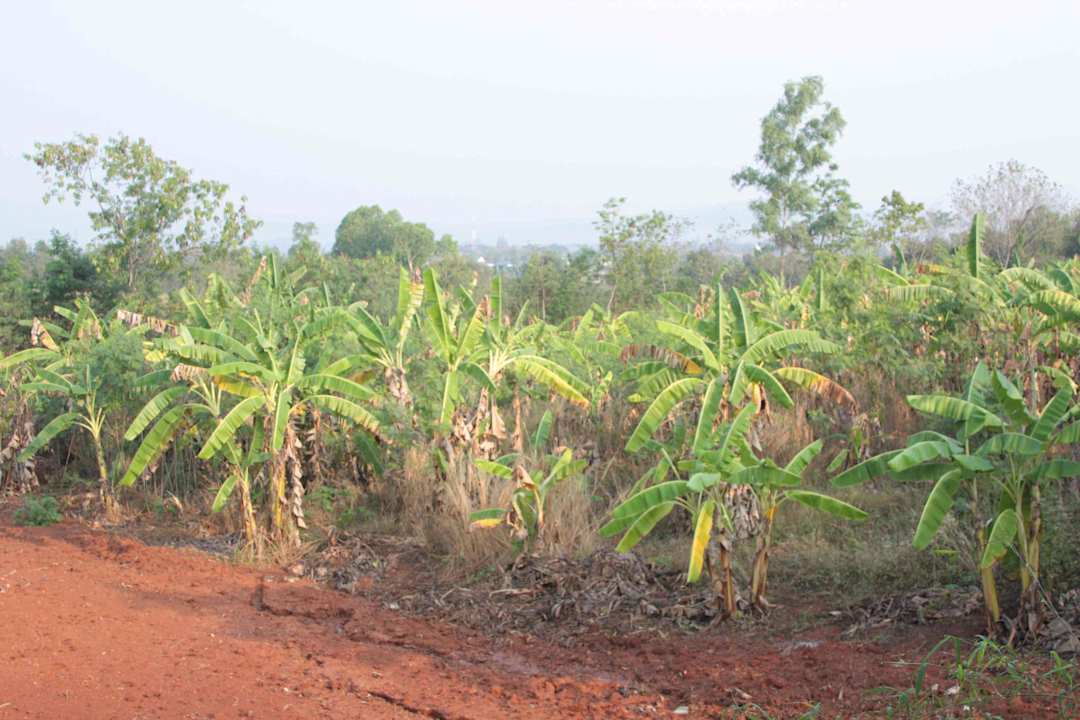 Bananenfeld nebenan Lucerne Villa Resort Khao Yai