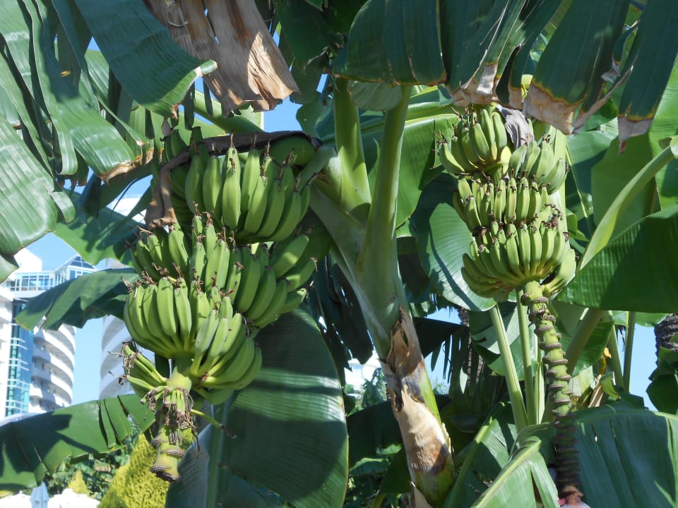 Bannanen im Anfangsstadium Hotel Miracle Resort