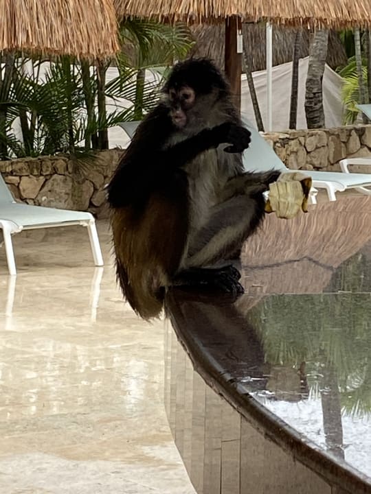 Sonstiges Iberostar Selection Paraiso Lindo