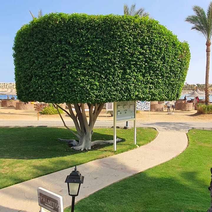 Gartenanlage Steigenberger Coraya Beach - Adults only