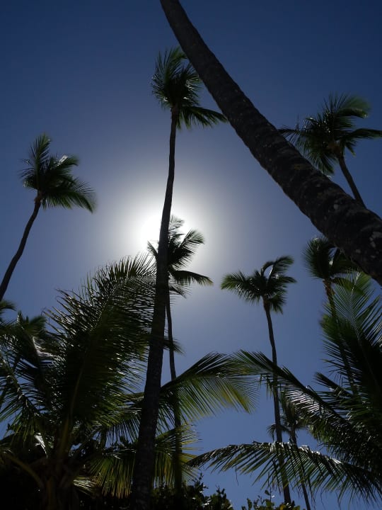 Hotel Grand Palladium Palace Resort, Spa & Casino Hotel Grand Palladium Palace Resort, Spa & Casino