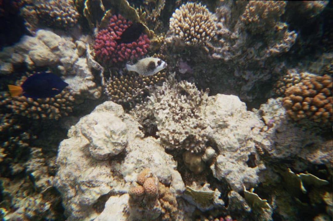 Fische und Korallen, Bild vom kostenlosen Schnorchelausflug Eagles Paradise Abu Soma