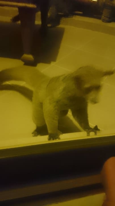 Die kleinen Lemuren auf dem Balkon Sultan Sands Island Resort & Spa