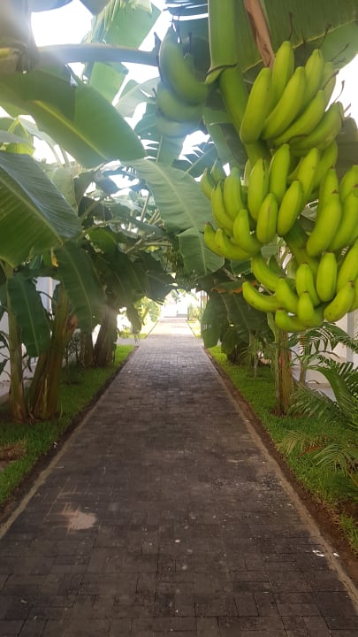 Gartenanlage TUI BLUE Tamala