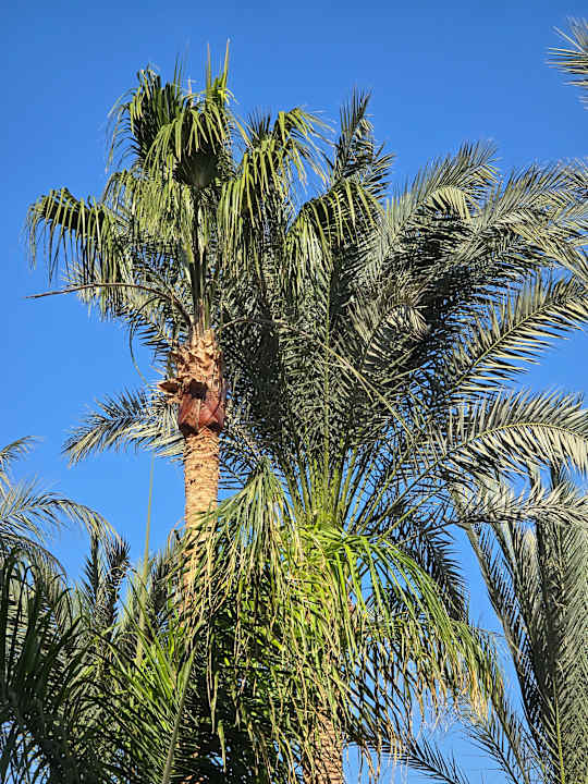 Gartenanlage Golden Beach Resort