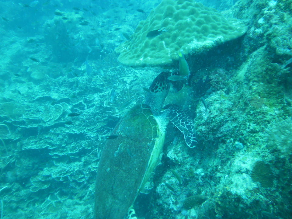 Tauchen Redang Hotel Coral Redang Resort