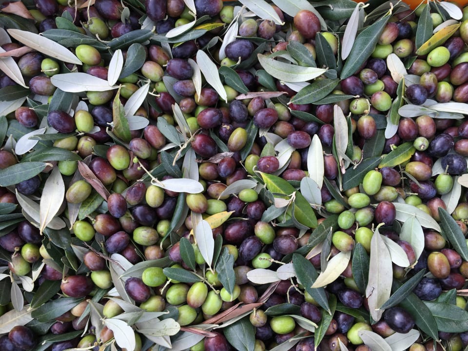 Olivenernte Corte Campioli