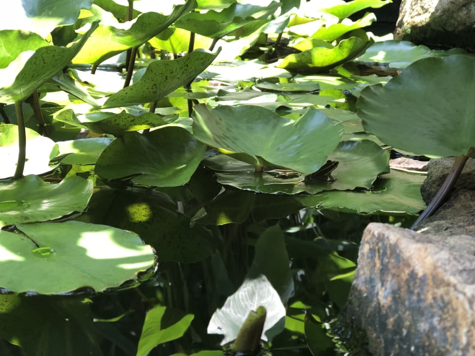 Gartenanlage Nora Buri Resort & Spa