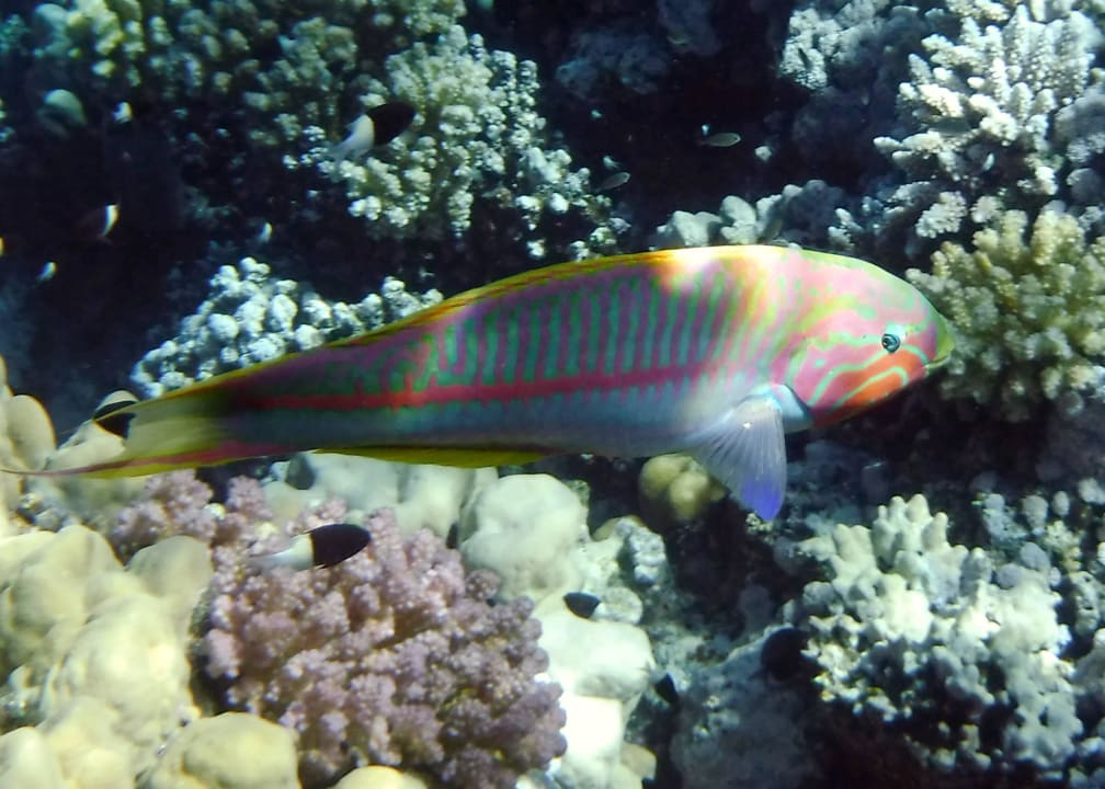 Hausriff Rohanou Beach Resort Rohanou Beach Resort