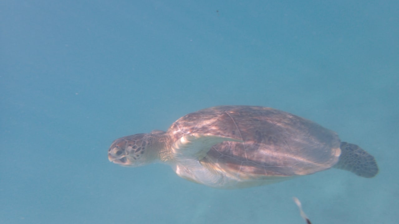 Strand Hotel Gorgonia Beach Resort