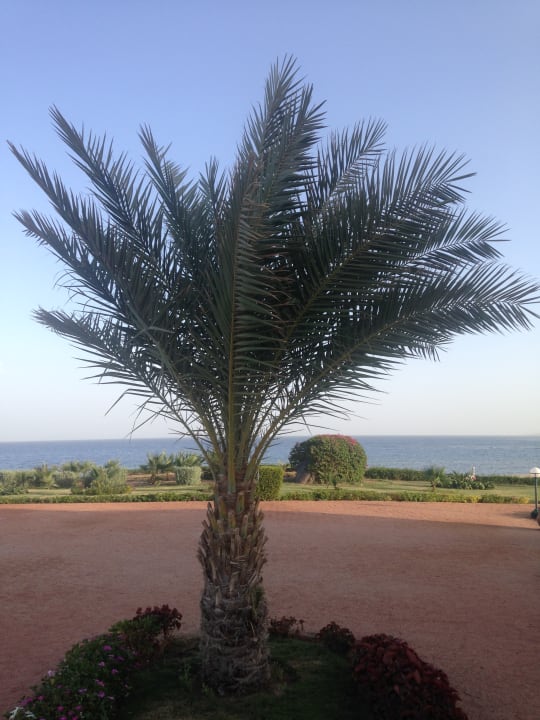 Gartenanlage Three Corners Equinox Beach Resort