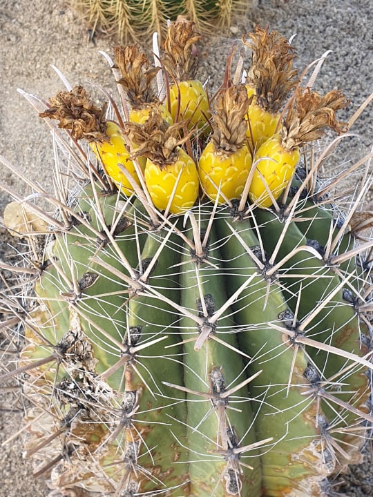 Gartenanlage Secrets Puerto Los Cabos Golf & Spa Resort