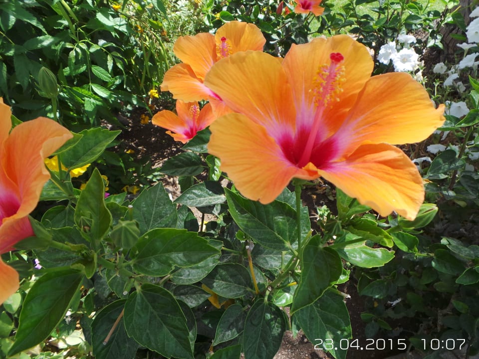 Гибискус - красота! Stella Garden Resort & Spa, Makadi Bay