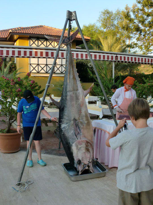 Thunfisch Club Dizalya