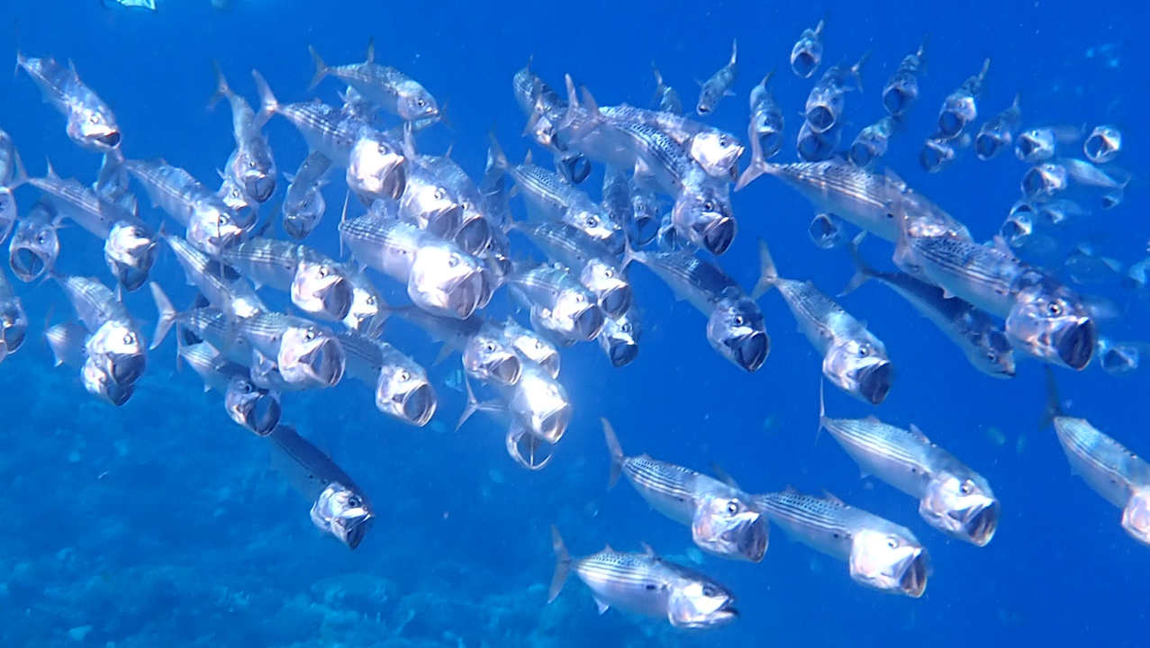 Strand Albatros Makadi Resort