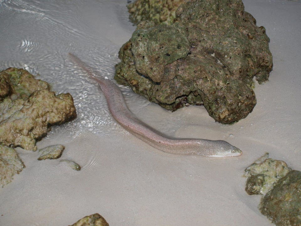 Meeresbewohner Vilamendhoo Island Resort & Spa