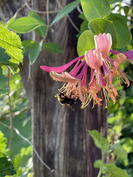 Gartenanlage Frongahof Eckerl Böhmzwiesel