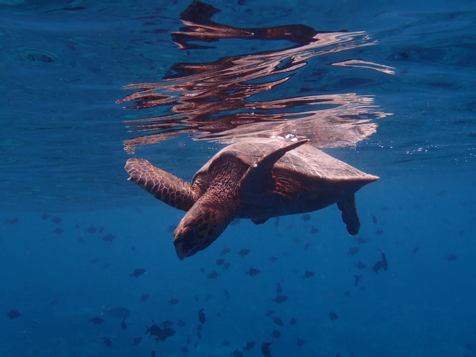 Sonstiges NH Collection Maldives Reethi Resort