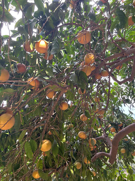 Gartenanlage Seaden Corolla Hotel