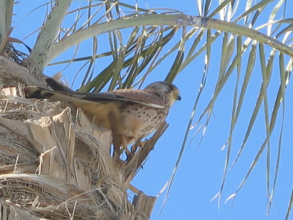 In der Anlage Steigenberger ALDAU Beach Hotel
