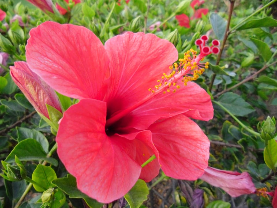 Ogród Stella Garden Resort & Spa, Makadi Bay