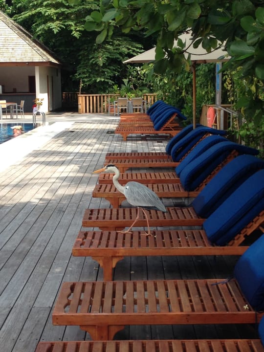 Pool Vilamendhoo Island Resort & Spa