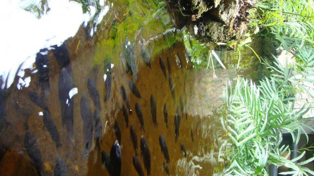 Водоем в лобби Hotel Papillon Lagoon Reef
