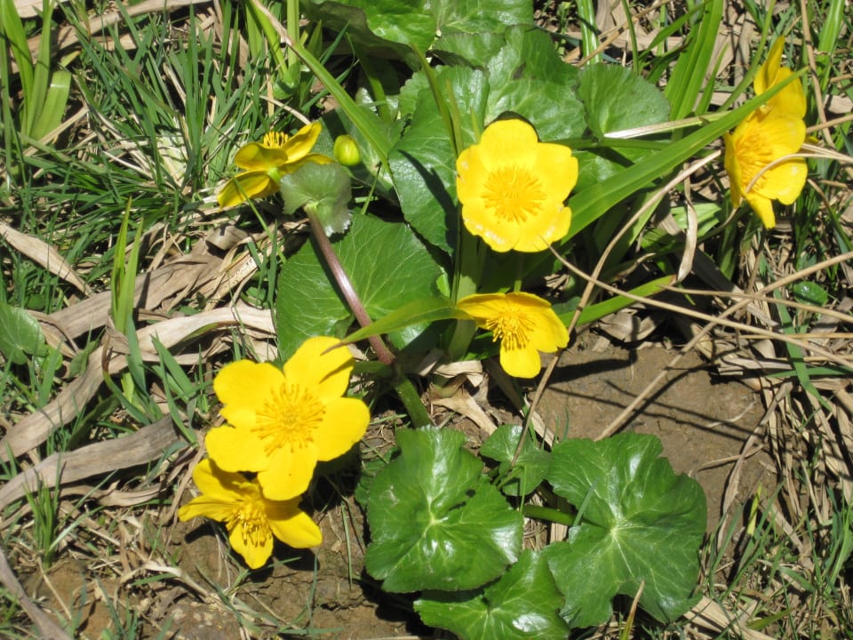 Frühlingsblüher Pension & Ferienwohnung Solaria