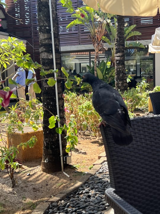 Gartenanlage Crystals Beach Resort Belle Mare, a member of Radisson Individuals