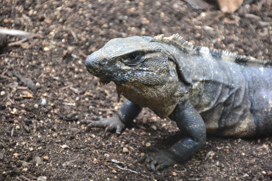 Keine Scheu vor Menschen Grand Palladium Kantenah Resort & Spa