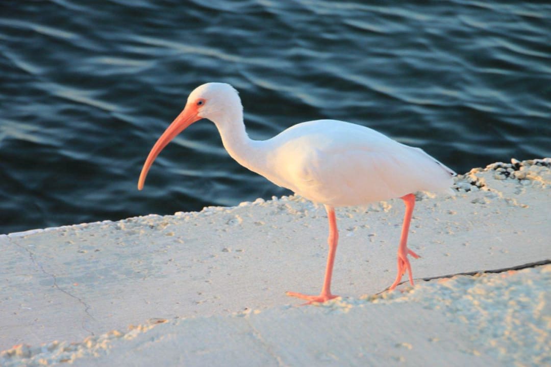 Weisser Ibis am Hotelstrand Hotel Rock Reef Resort