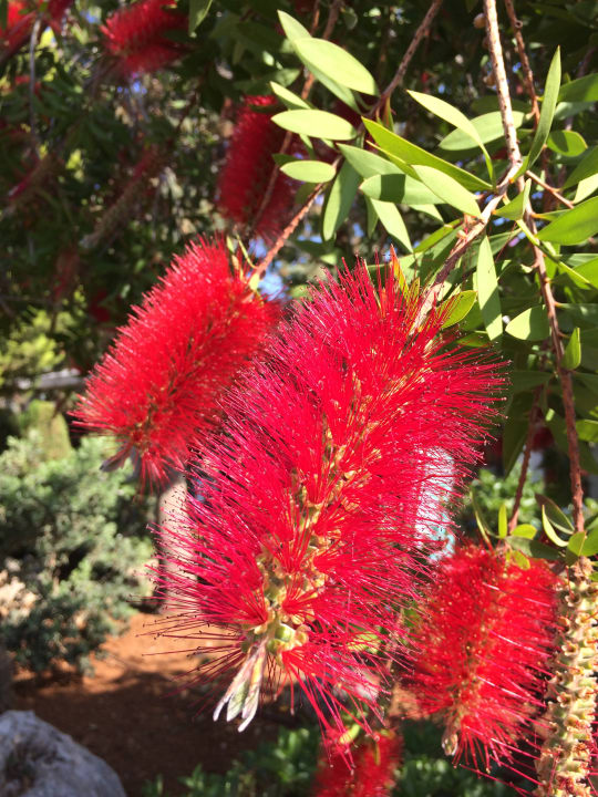 Gartenanlage Phãea Cretan Malia