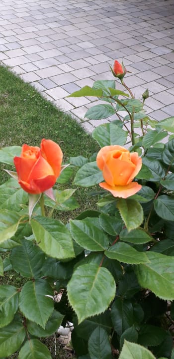 Gartenanlage Hotel Schwengerer