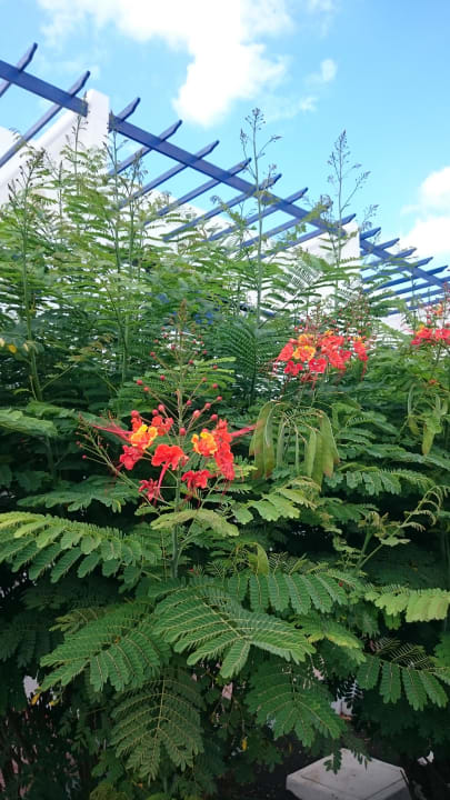 Tolle Bepflanzung Relaxia Olivina