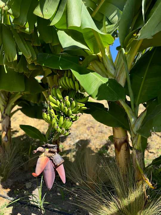 Gartenanlage Jacaranda Luxury Resort