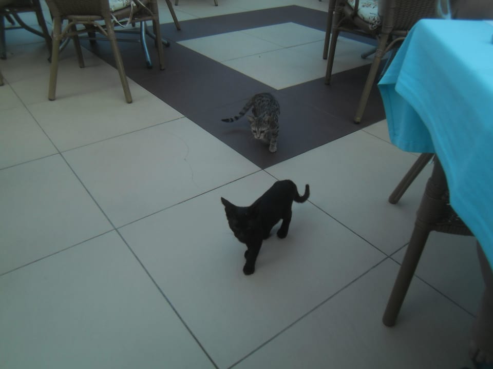 Katzen überall und auch auf den Tischen  Hotel Orfeus Park