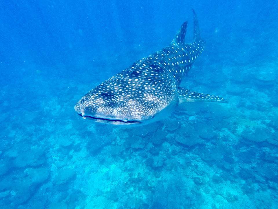 Strand Vilamendhoo Island Resort & Spa